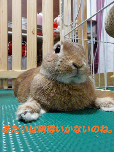 P1110866のコピー