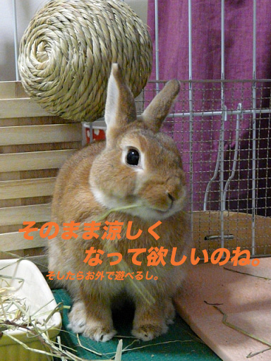 P1110396のコピー