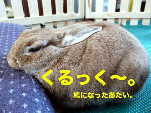 P1080216のコピー