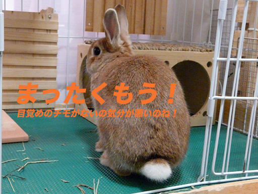 P1110474のコピー