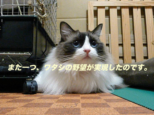 P1150220のコピ