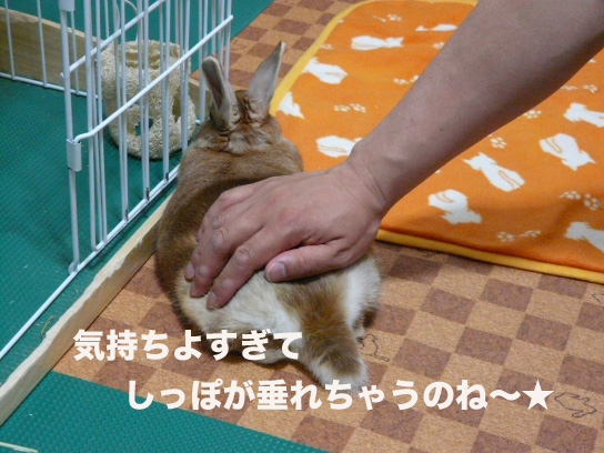 P1030557のコピー
