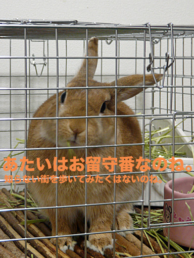 P1090846のコピー