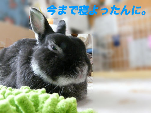 P1150444αのコピー