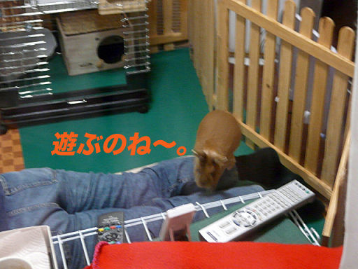 P1120601のコピー