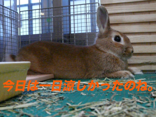 P1110751のコピー