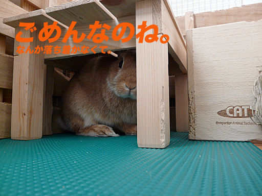 P1130182のコピー
