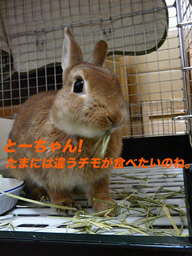 P1150198のコピ