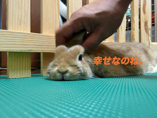P1110423のコピー