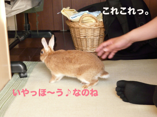 P1030875のコピー