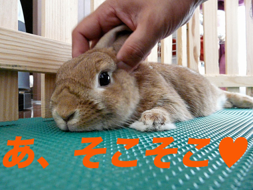 P1100764のコピー