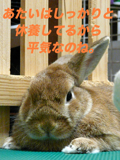 P1110173のコピー