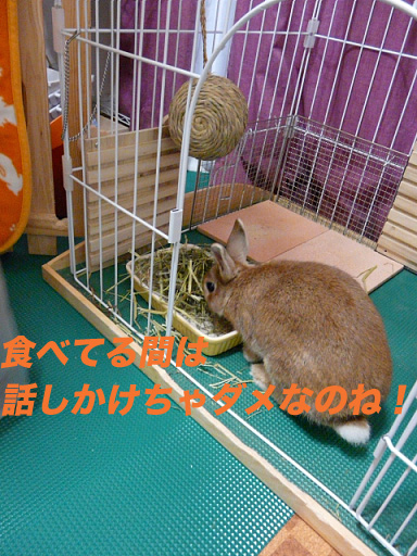 P1110439のコピー