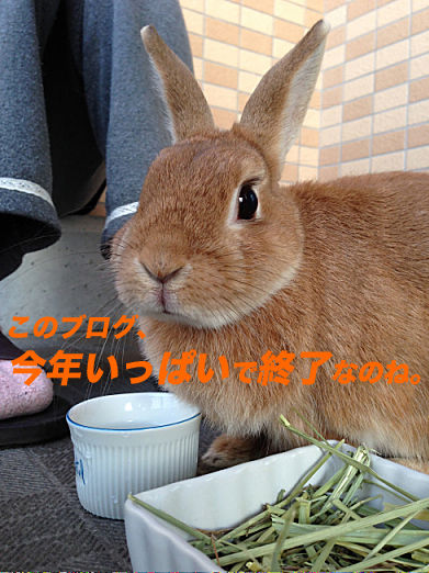 16のコピー