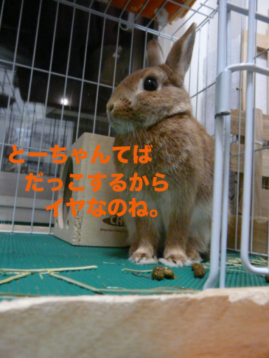 P1090883のコピー