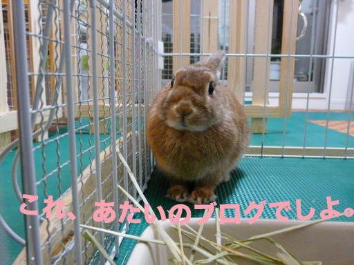 P1050055のコピー