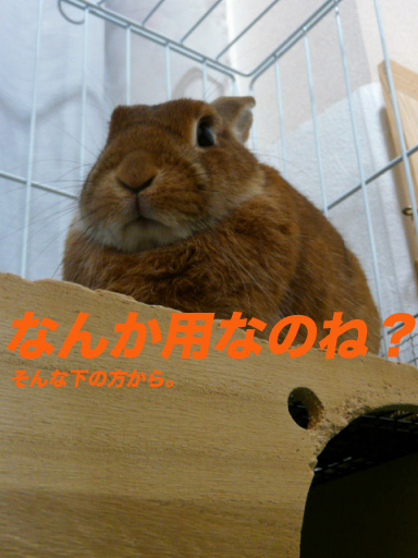 P1100158のコピー