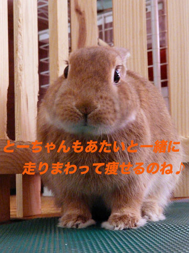 P1110759のコピー