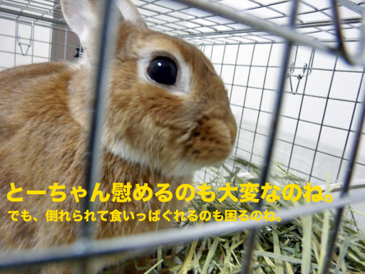 P1080685のコピー
