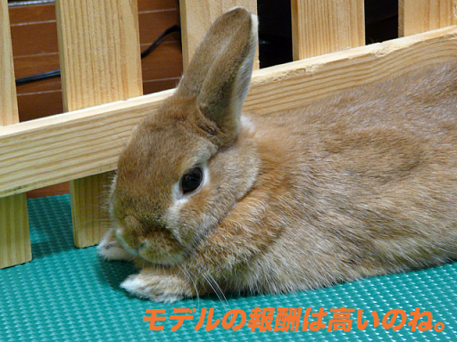 P1110418のコピー