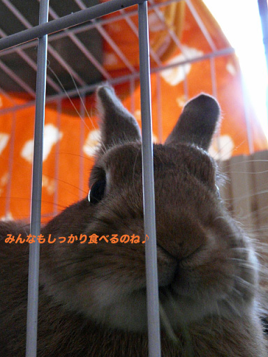 P1110186のコピー