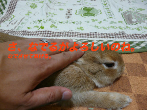 P1140502のコピ
