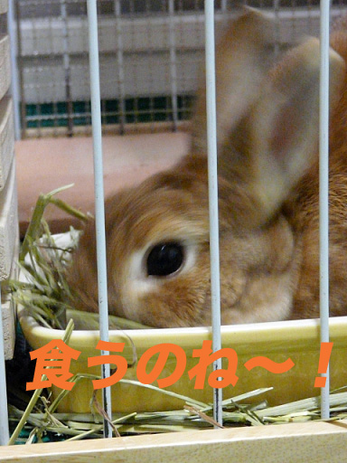 P1110285のコピー
