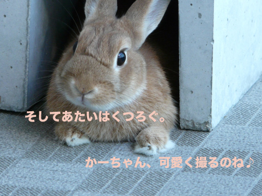 P1060245のコピー