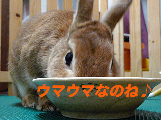 P1150966のコピー