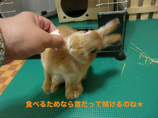 P1030551のコピー