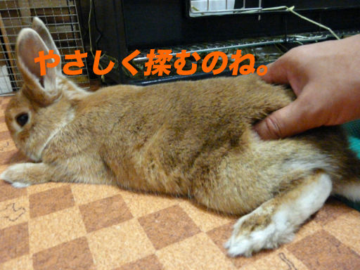 P1140355のコピ