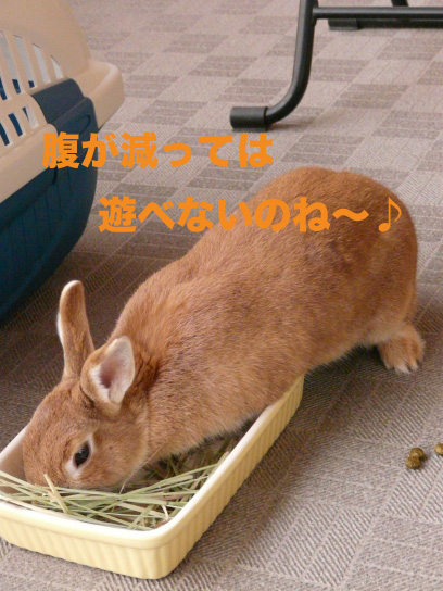 P1030543のコピー
