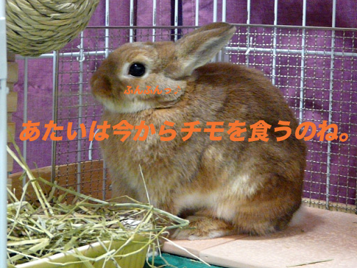 P1110329のコピー