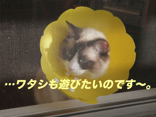 P1130599のコピー