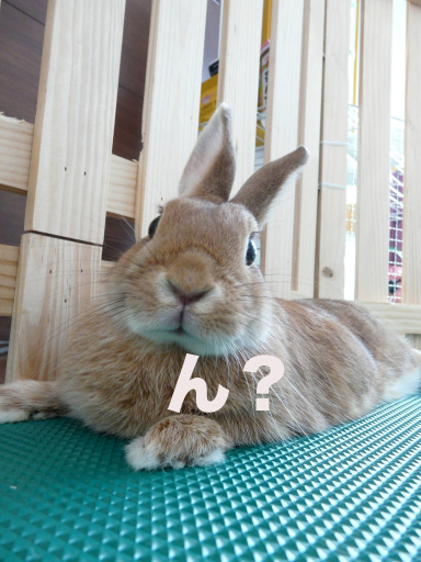 P1050894のコピー