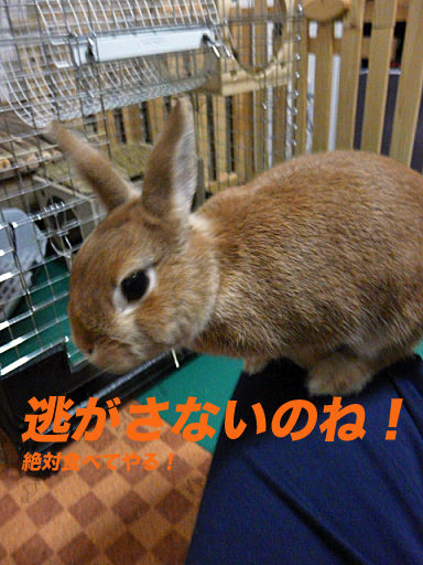 P1120831のコピー