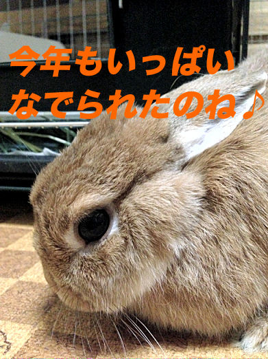 23のコピー