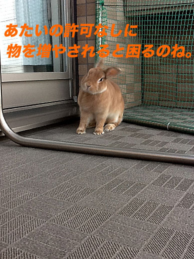 IMG_4816のコピー