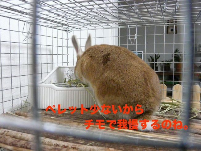 P1020994のコピー