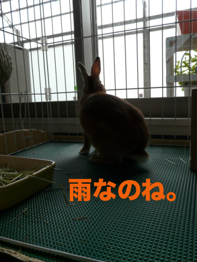 P1090891のコピー