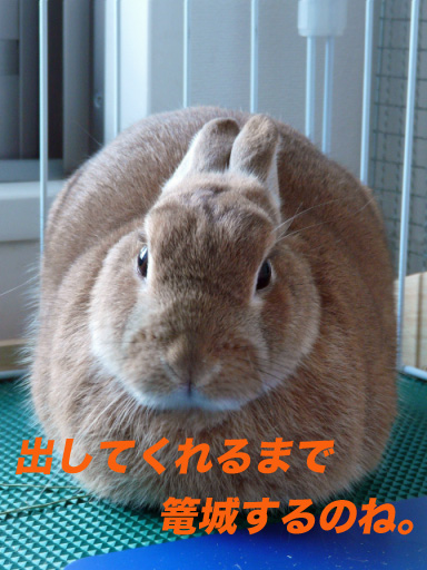 P1100239のコピー