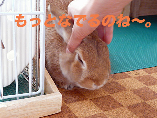 P1120140のコピー