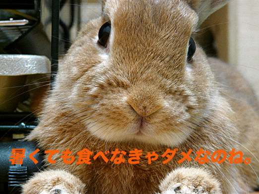 P1150981のコピー