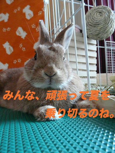P1110384のコピー