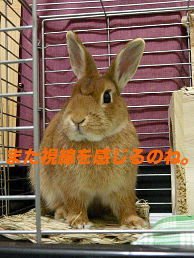 P1130873のコピ