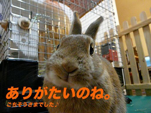 P1130750のコピー