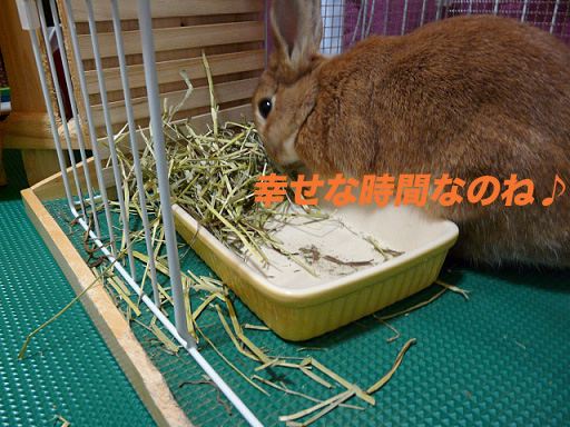 P1110440のコピー