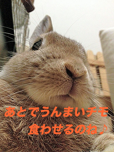 36のコピー