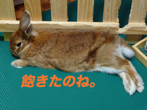 P1110269のコピー
