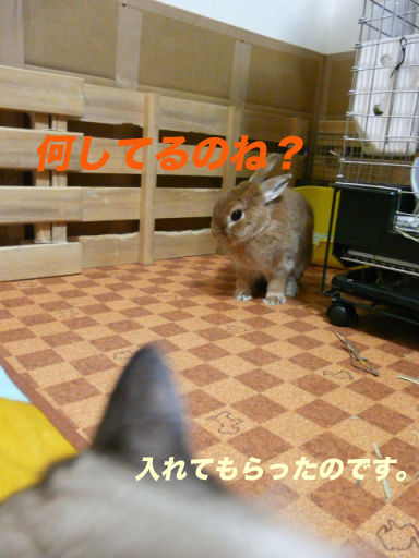 P1150184のコピ